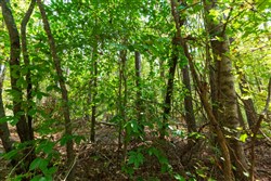 property photo for Willow Grove Tract 13, 5.29 acres for sale in Lamar County, Alabama