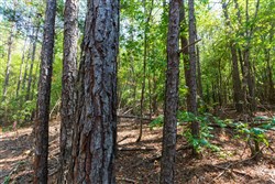 Willow Grove Tract 14