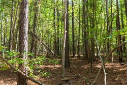Willow Grove Tract 14