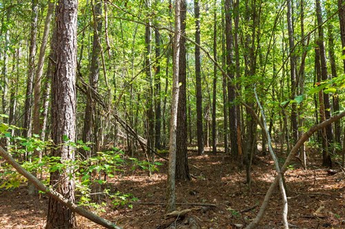 Willow Grove Tract 14