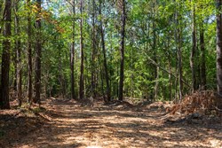 Willow Grove Tract 14