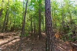 Willow Grove Tract 14