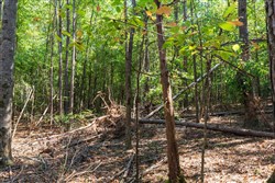 Willow Grove Tract 14