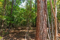 Willow Grove Tract 15