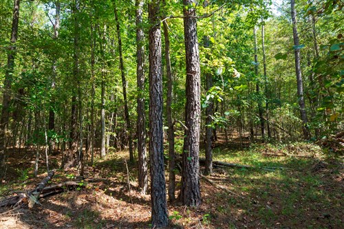 Willow Grove Tract 15