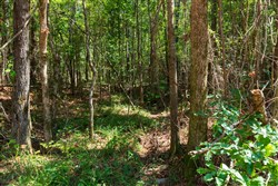 Willow Grove Tract 15