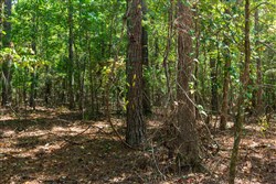 Willow Grove Tract 15