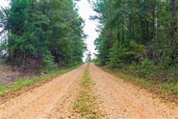 property photo for Willow Grove Tract 2, 5.39 acres for sale in Lamar County, Alabama