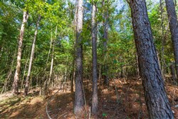 property photo for Willow Grove Tract 2, 5.39 acres for sale in Lamar County, Alabama