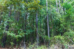 property photo for Willow Grove Tract 2, 5.39 acres for sale in Lamar County, Alabama