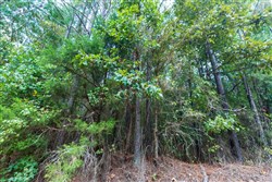property photo for Willow Grove Tract 2, 5.39 acres for sale in Lamar County, Alabama