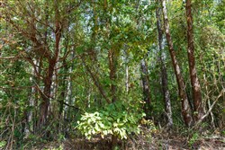 property photo for Willow Grove Tract 2, 5.39 acres for sale in Lamar County, Alabama