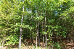 property photo for Willow Grove Tract 3, 6.31 acres for sale in Lamar County, Alabama