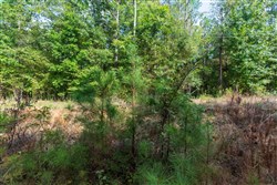 property photo for Willow Grove Tract 3, 6.31 acres for sale in Lamar County, Alabama