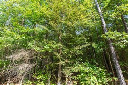 property photo for Willow Grove Tract 3, 6.31 acres for sale in Lamar County, Alabama