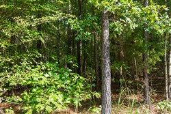 property photo for Willow Grove Tract 3, 6.31 acres for sale in Lamar County, Alabama