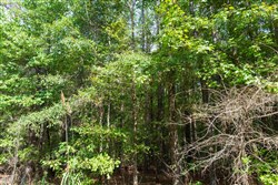 property photo for Willow Grove Tract 3, 6.31 acres for sale in Lamar County, Alabama