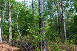 Willow Grove Tract 5