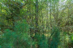 Willow Grove Tract 5