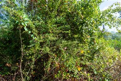 Willow Grove Tract 5