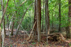 Willow Grove Tract 5