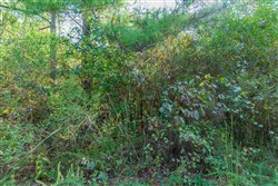 Willow Grove Tract 5