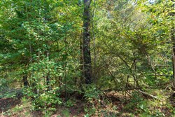 Willow Grove Tract 6