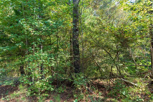 Willow Grove Tract 6