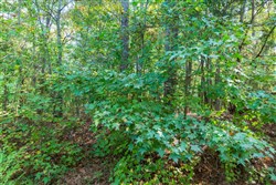 Willow Grove Tract 6