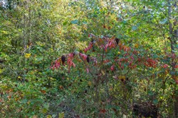 Willow Grove Tract 6