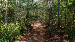 Willow Grove Tract 8