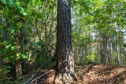 property photo for Willow Grove Tract 9, 5.12 acres for sale in Lamar County, Alabama
