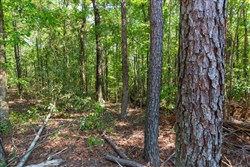 property photo for Willow Grove Tract 9, 5.12 acres for sale in Lamar County, Alabama