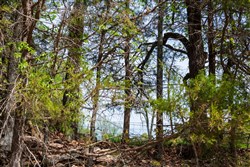 property photo for Autumnwood Tract 1, 7.46 acres for sale in Fulton County, Arkansas