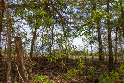 property photo for Autumnwood Tract 1, 7.46 acres for sale in Fulton County, Arkansas