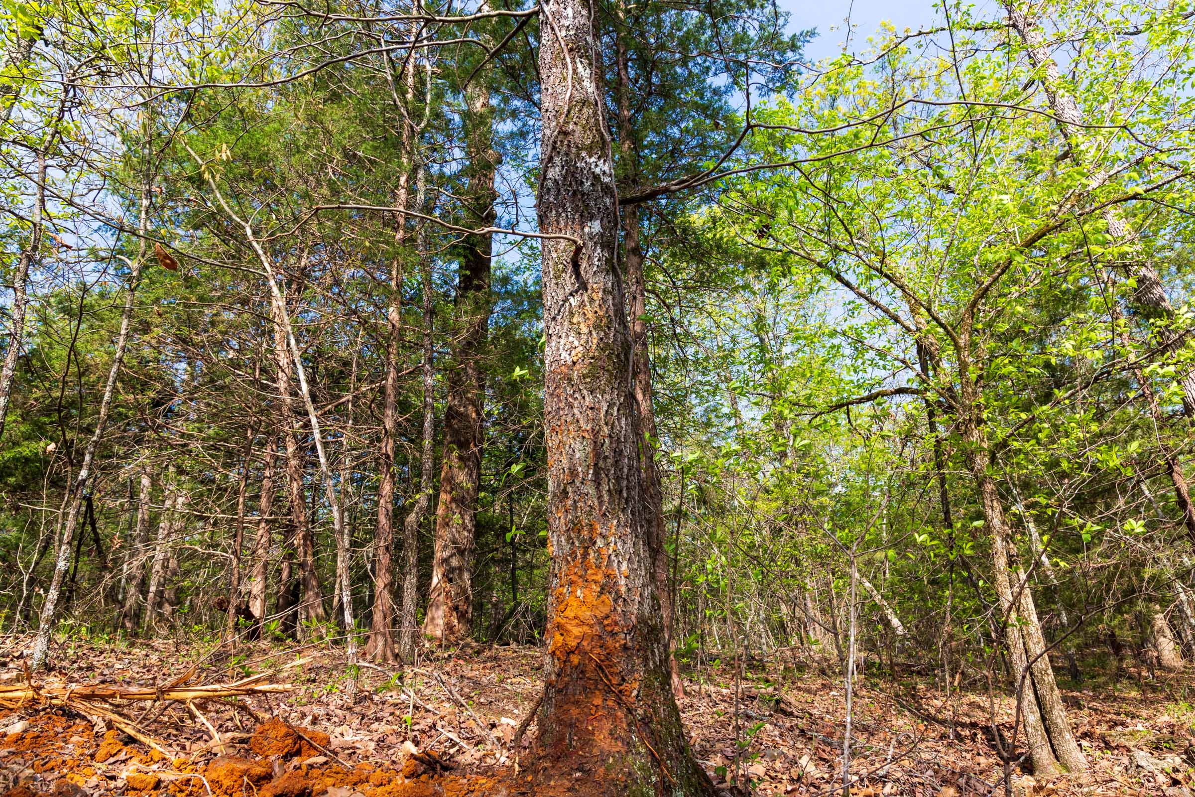 Tract 11 at Autumnwood in Fulton County, Arkansas