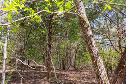 property photo for Autumnwood Tract 12, 5.96 acres for sale in Fulton County, Arkansas