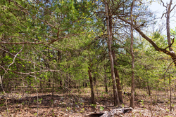 property photo for Autumnwood Tract 12, 5.96 acres for sale in Fulton County, Arkansas