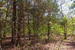 property photo for Autumnwood Tract 12, 5.96 acres for sale in Fulton County, Arkansas