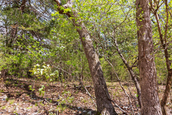 property photo for Autumnwood Tract 12, 5.96 acres for sale in Fulton County, Arkansas