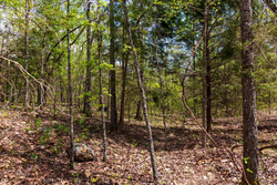 property photo for Autumnwood Tract 12, 5.96 acres for sale in Fulton County, Arkansas