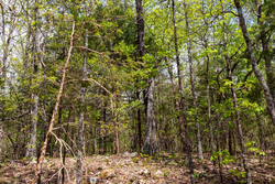property photo for Autumnwood Tract 12, 5.96 acres for sale in Fulton County, Arkansas