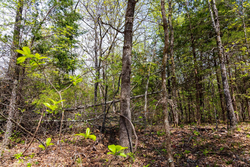 property photo for Autumnwood Tract 12, 5.96 acres for sale in Fulton County, Arkansas