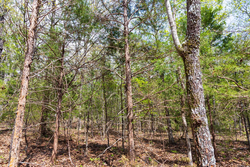property photo for Autumnwood Tract 12, 5.96 acres for sale in Fulton County, Arkansas