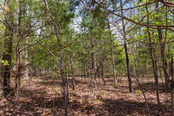 property photo for Autumnwood Tract 12, 5.96 acres for sale in Fulton County, Arkansas