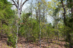 property photo for Autumnwood Tract 12, 5.96 acres for sale in Fulton County, Arkansas