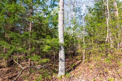 property photo for Autumnwood Tract 15, 5.51 acres for sale in Fulton County, Arkansas
