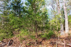 property photo for Autumnwood Tract 15, 5.51 acres for sale in Fulton County, Arkansas