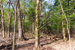 Autumnwood Tract 17