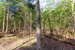 Autumnwood Tract 17